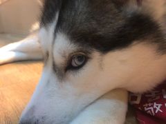-Husky Go! 哈士奇体验馆·宠物咖啡厅狗咖