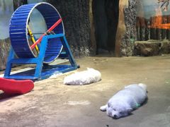 -芜湖新华联大白鲸海洋公园
