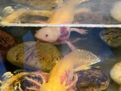 -上海大自然野生昆虫馆(东方明珠·爬宠昆虫探索中心)