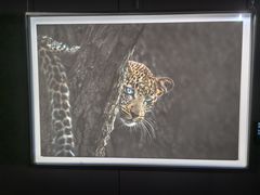 -罗红摄影艺术馆