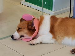 -怪兽屋·羊驼·猫咖·狗咖(俊华广场店)