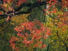 -长白岛森林公园