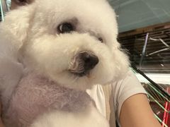 -1013 PET SHOP精品宠物商店(丁香店)