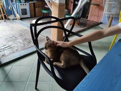 -喵屿·大理花园猫咖