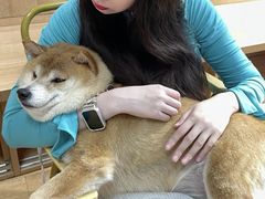 -是阿柴呀！柴犬咖啡·爱喵喵猫咖