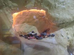 -上海昆虫博物馆