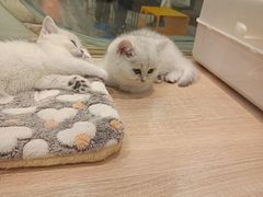 -BABIT巴比特宠物(MOMOPARK店)