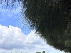 -深圳湾公园(南山区)