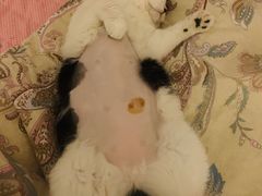 -北京赛佳动物医院