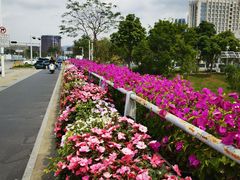 -光明小镇欢乐田园