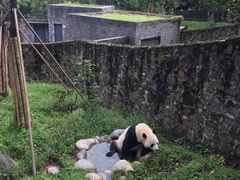 -都江堰中华大熊猫苑
