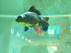 -北戴河圣蓝海洋公园