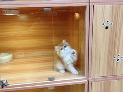 -猫十亿·布偶金渐层·曼基康矮脚猫舍(青年路店)