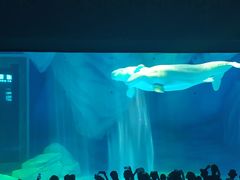 -上海海昌海洋公园-冰山北极馆