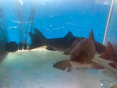 -鲜椒鱼·雅安地标性美食