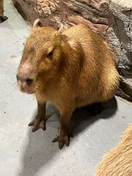 点击看大图 -Zoolung Zoolung动物主题公园(海信广场店)