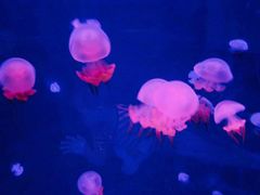 -福州罗源湾海洋世界旅游区