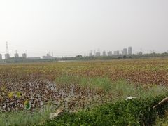 -天津东丽湖风景区