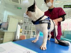 -瑞派申生动物医院·24H夜诊·国际动物医疗中心·骨外科(吴中路店)