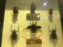 -上海昆虫博物馆