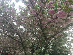 iphone_upload_pic-中科大东区东苑餐厅(天使路店)