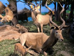 -国家自然博物馆