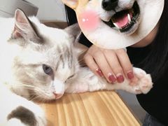 -李小姐の猫咖啡馆(五角场店)