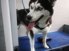 -宠福鑫康馨动物医院·骨科·眼科