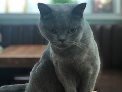 -猫小院猫主题餐厅(三里屯店)