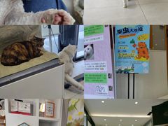 -关爱宠物医院·猫科中心·消化科(滨湖万达分院)