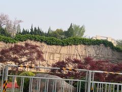 -嘉定紫藤园