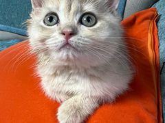-欣宠猫屋·矮脚拿破仑·蓝金金渐层