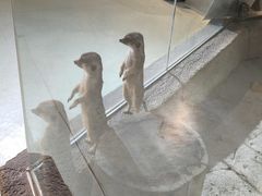 -萌宠奇缘(荣鼎店)