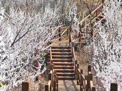 -大岭沟猕猴桃谷风景区