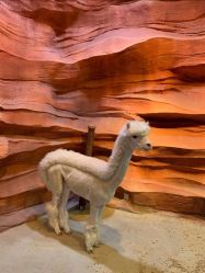 -酷嗒动物文化乐园(cutezoo西溪乐天城店)