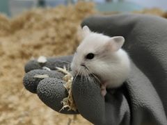 -怪兽屋·羊驼·猫咖·狗咖(俊华广场店)