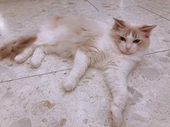 -飞行喵MR PILOT|猫舍·猫咖(静安大融城店)