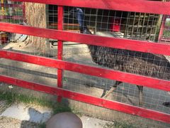 -合肥滨湖国家森林公园