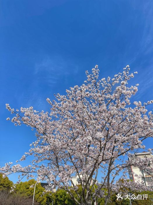 高东镇樱花园图片