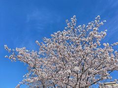 -高东镇樱花园