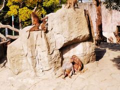 -常州淹城野生动物世界