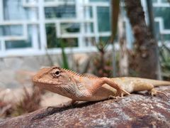 -深圳仙湖植物园