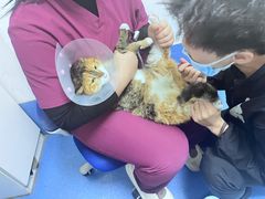 -宠颐生动物医院·心脏科·保险定点(锦阳分院)