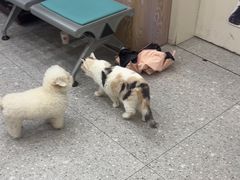 -四月宠物医院·猫专科·心脏专科·内科(转塘店)