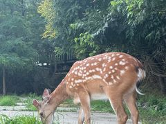 -大连森林动物园