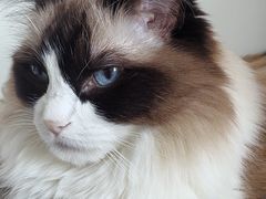 -纳吉亚猫专科动物诊疗中心(蒋宅口分院)