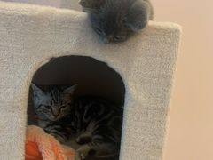 -猫咪派对(江南西店)