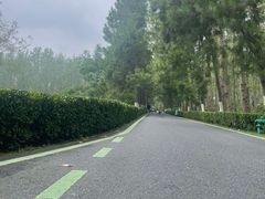 -合肥滨湖国家森林公园