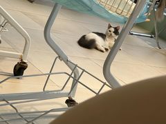 -怪兽屋·羊驼·猫咖·狗咖(俊华广场店)