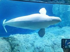 -珠海长隆海洋王国
